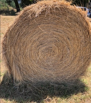 Pasture Hay Natural grasses  80  rolls