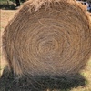 Pasture Hay Natural grasses  80  rolls
