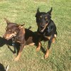 Kelpie pups