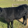 Angus Heifer x 2 and Angus Steer x1 