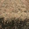Ryegrass Arcusion Pack