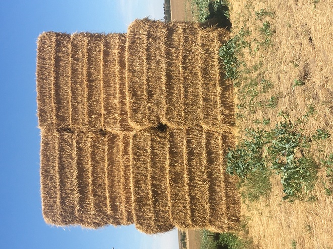 Windrowed Barley Straw 