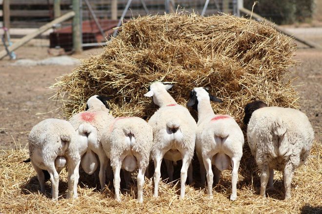 PUREBRED DORPER RAMS 