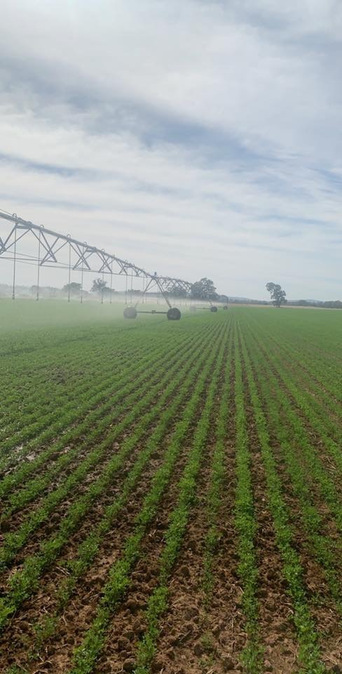 Premium Quality Irrigated Hay