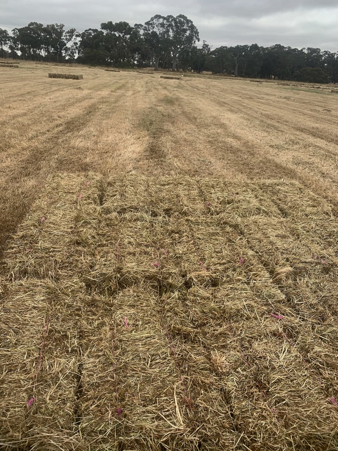 Oaten  Small squares . 600 Bales