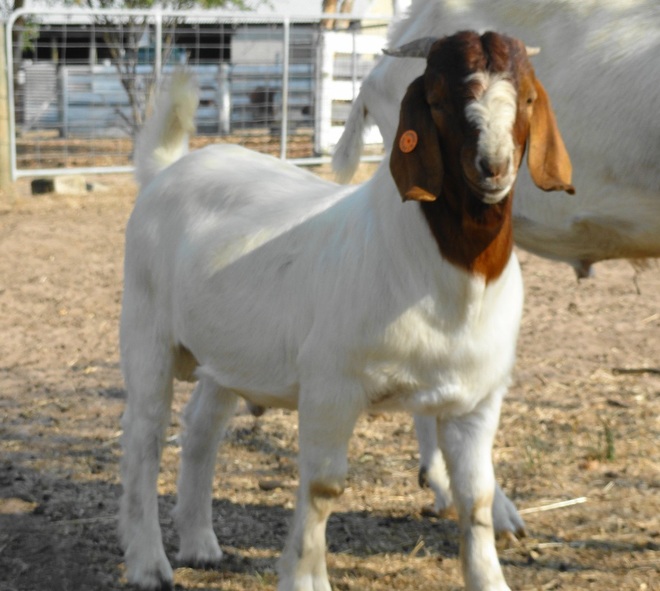 FULLBLOOD BOER BUCK KIDS - REGISTERED