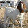 FULLBLOOD BOER BUCK KIDS - REGISTERED
