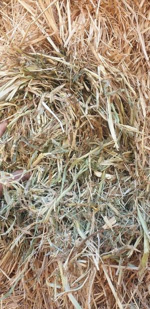 70 x 8x4x3 Bales of Moby Barley Hay 550 Kg's