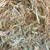 70 x 8x4x3 Bales of Moby Barley Hay 550 Kg's