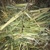 Small Square Oaten Bales