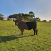 Bulls for lease