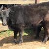 22 EU accredited Angus heifers 