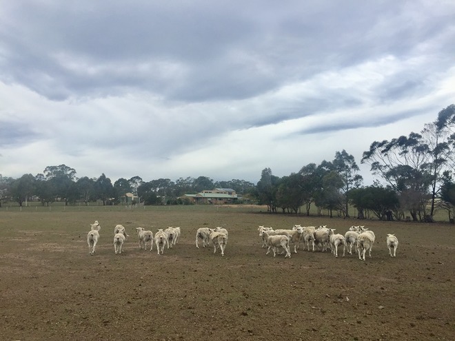 Wiltapole Ewes 