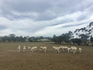 Wiltapole Ewes