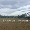 Wiltapole Ewes 