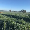 Oaten Silage and Hay (new season)