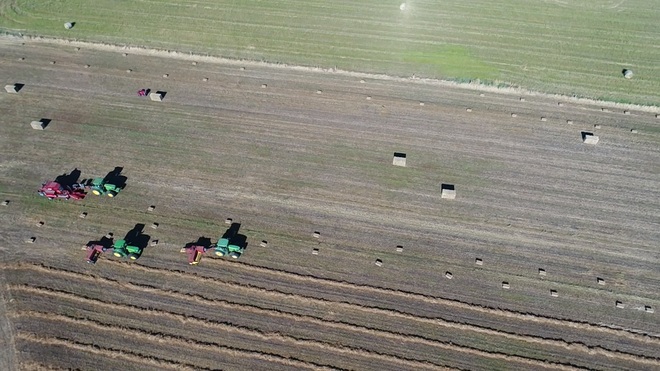 Clover hay small squares in bale baron packs