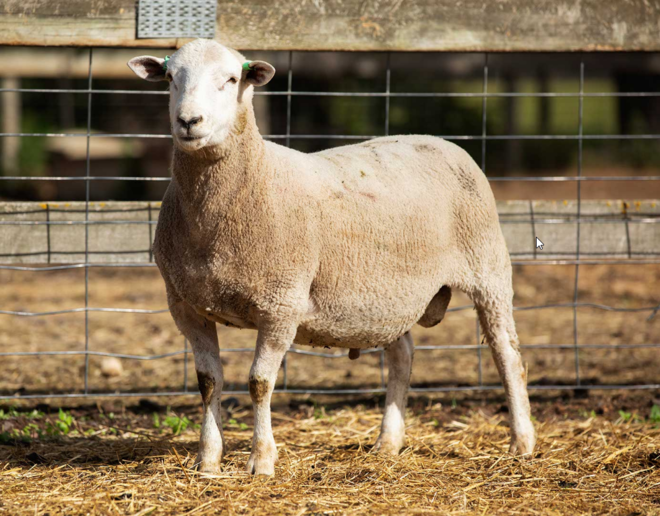 Under Auction - Lot 17 Highlander Ram 190434 (DLE Ram Auction A100 - 10th Sept via Auctionsplus) 