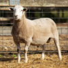 Under Auction - Lot 17 Highlander Ram 190434 (DLE Ram Auction A100 - 10th Sept via Auctionsplus) 