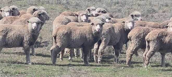 45 Merino Wethers 
