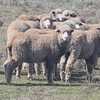 45 Merino Wethers 