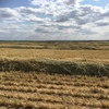 Cereal Rye Hay 8x4x3 Bales 2 x B Double Load (128 Bales)