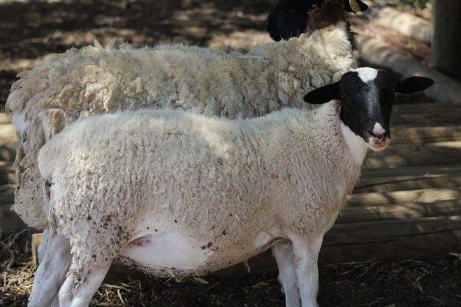 MIXED AGE PUREBRED DORPER EWES