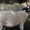 MIXED AGE PUREBRED DORPER EWES