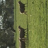 20 ewes scanned in lamb as twins