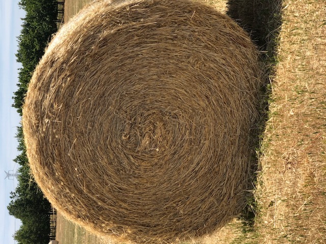 Pasture Hay 