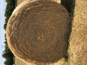 Pasture Hay 