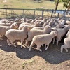 MERINO X BORDER LEICESTER EWE LAMBS X 45 - 6 to 8 MONTHS OLD 