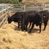 19 EU accredited PTIC Angus heifers.