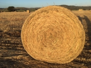 Wheaton Hay Round Bales