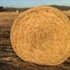 Wheaton Hay Round Bales