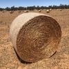 200 x Canola Hay 5x4 Rolls