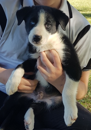 Purebred Border Collie Puppies 