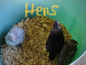 300 Quail Hens - Mature Egg Laying