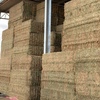 Vetch Hay