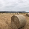 Pasture Hay 