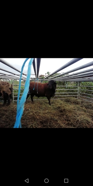 Dorpers rams
