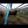 Dorpers rams