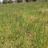 Agistment (Cheap & heaps of feed)
