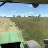 20mt Ford Wheat - Beardless / Awnless (Bulk or Bulka Bags)
