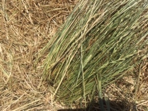 75mt Barley & Rye Hay 580kg 8x4x3 Bales