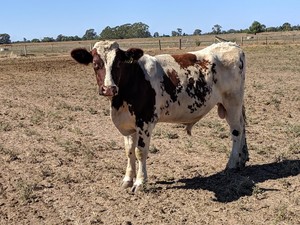 Registered Ayrshire Bull