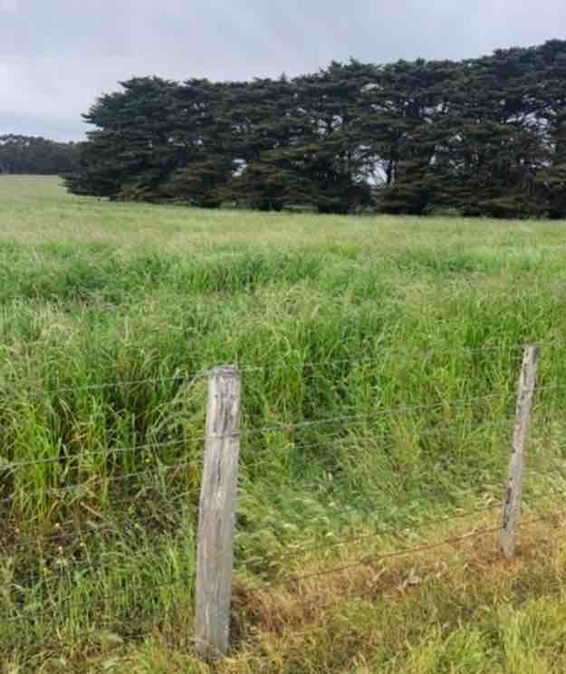 Adrenaline Rye 8x4x3 Square Bales approximately 350 - SOLD BY THE TONNE