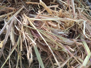 Oaten Hay Rolls - 400kg - Wrapped for weather protection (Not Silage)