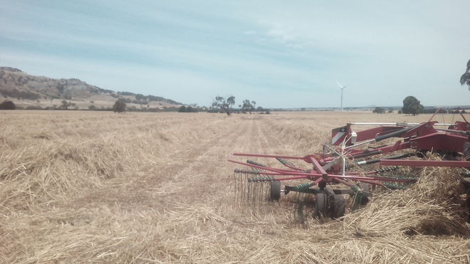 Oaten Hay High Density 8x4x3 bales