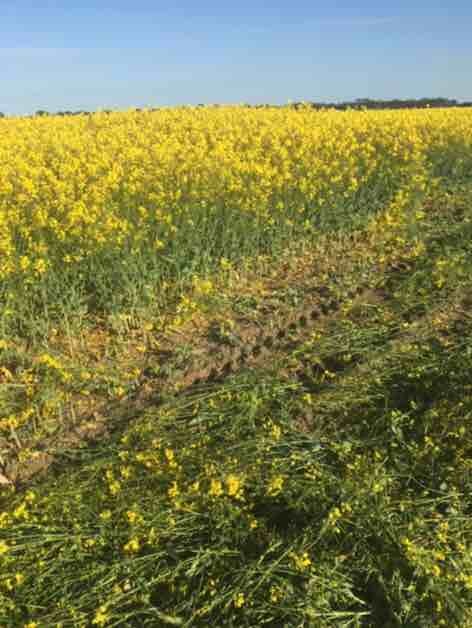 Canola hay, Western Victoria